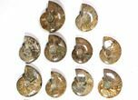 Lot: - Polished Whole Ammonite Fossils - Pieces #116721-1